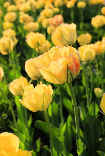 Närbild Vackra Ljusa Gula Våren Tulpaner — Stockfoto