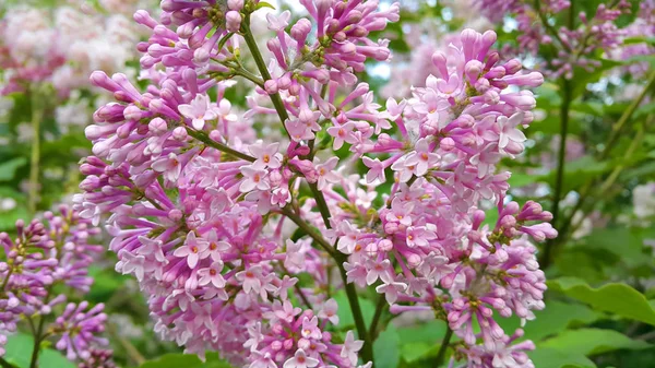 Ramo Fechado Arbusto Lilás Florescente Primavera — Fotografia de Stock