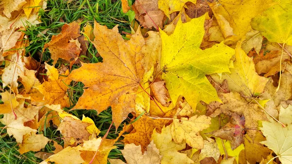 Ljusa Färgglada Hösten Bakgrund Från Nedfallna Löv Lönn Och Grönt — Stockfoto