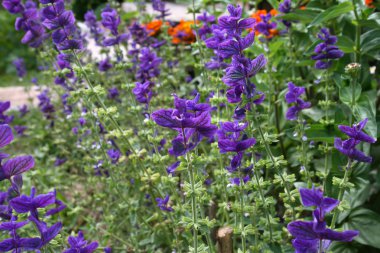 Yaz bahçede Salvia viridis (Salvia horminum) yakın çekim