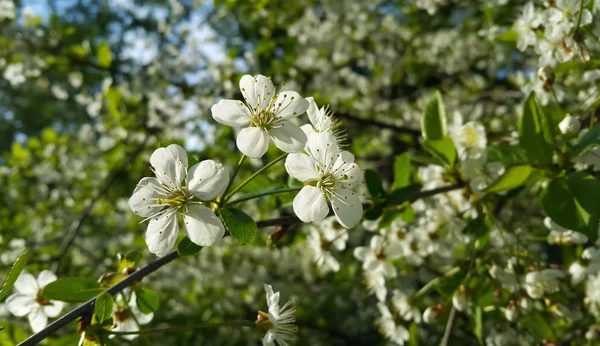 Güzel Beyaz Çiçekler Açan Ağaç Bahar Dalı — Stok fotoğraf