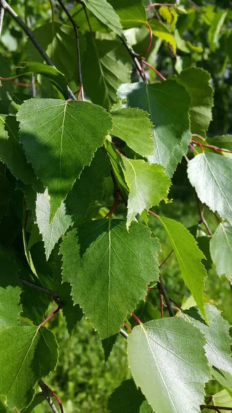 Hermosa Rama Árbol Abedul Primavera Con Follaje Fresco — Foto de Stock