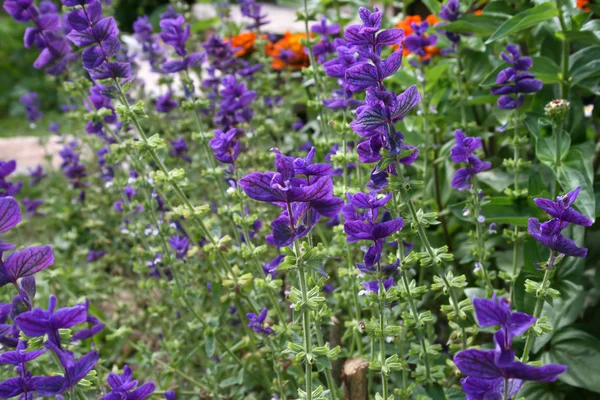 Close Van Viridis Salvia Salvia Horminum Zomertuin — Stockfoto