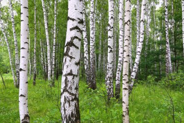 Beautiful birch of summer forest clipart