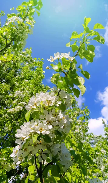 Hermosa Rama Árbol Frutal Primavera Con Hermosas Flores Blancas Sobre —  Fotos de Stock