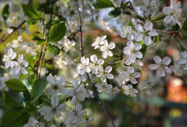 güzel beyaz çiçekli ağaç meyve Bahar Dalı