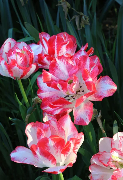 Крупный План Красивых Ярких Тюльпанов — стоковое фото