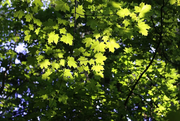 枫叶在阳光下发光的绿枝 — 图库照片