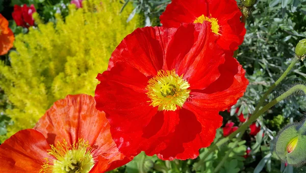 Penutup Dari Bunga Poppy Merah Yang Indah — Stok Foto