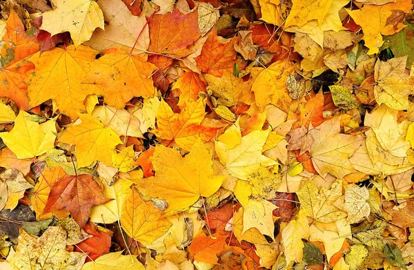 Luminoso Sfondo Colorato Autunno Foglie Cadute Acero — Foto Stock