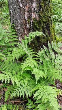 Yeşil fern ve eski huş sandık