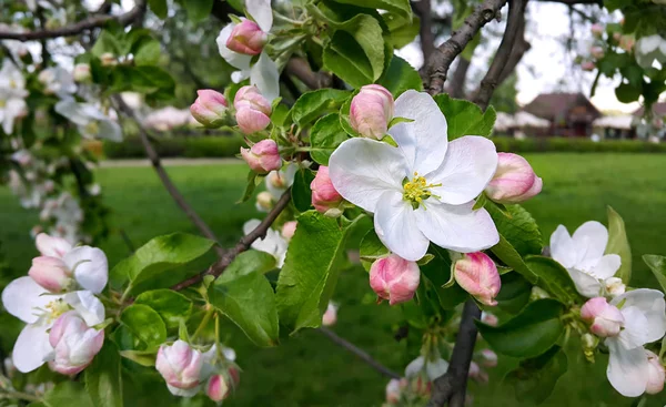 Ветвь Весенней Яблони Красивыми Белыми Цветами — стоковое фото