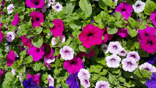 Virágok Petúnia Természetes Világos Háttér — Stock Fotó