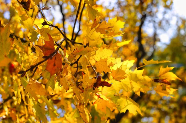 Hermosa Rama Otoño Amarillo Del Árbol Arce — Foto de Stock