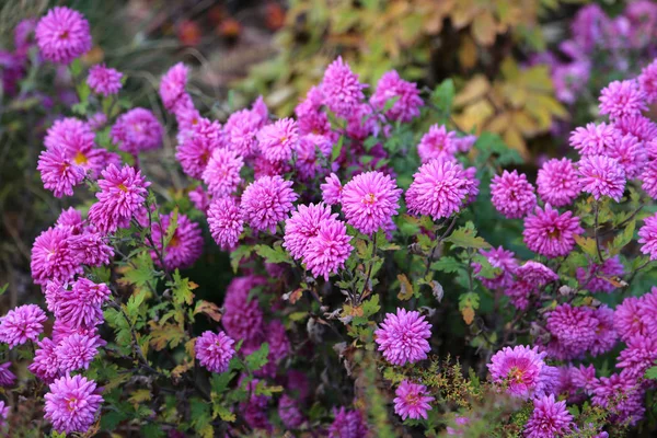 Bright Pink Flowers Autumn Garden — Stock Photo, Image