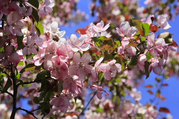 Branches Spring Apple Tree Beautiful Pink Flowers Blue Sky Background — Stock Photo, Image