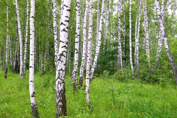 Beautiful Birch Trees Summer Landscape — Stock Photo, Image