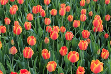 Güzel parlak kırmızı ve sarı bahar laleler, yakın çekim doğal arka plan