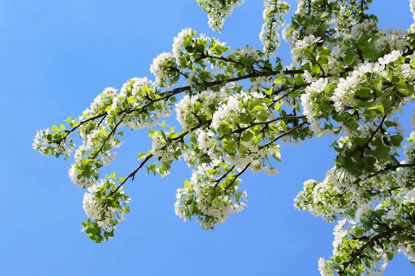 Ramo Uma Árvore Primavera Com Belas Flores Brancas Céu Azul — Fotografia de Stock
