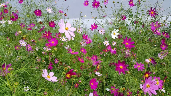 Krásné Cosmos Květiny Letní Pozadí — Stock fotografie