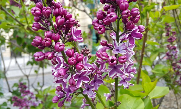 Весняні Гілки Красивими Квітками Бузку — стокове фото