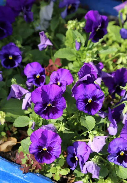 Beautiful Bright Violet Flovers Close Seup — стоковое фото