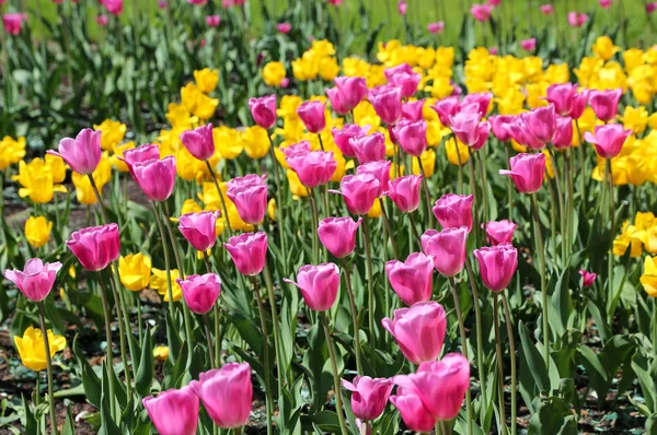 Krásné Světlé Barevné Tulipány Slunečného Dne — Stock fotografie