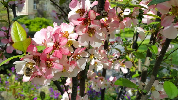 Close Beautiful Pink Flowers Spring Blooming Tree — Stock Photo, Image