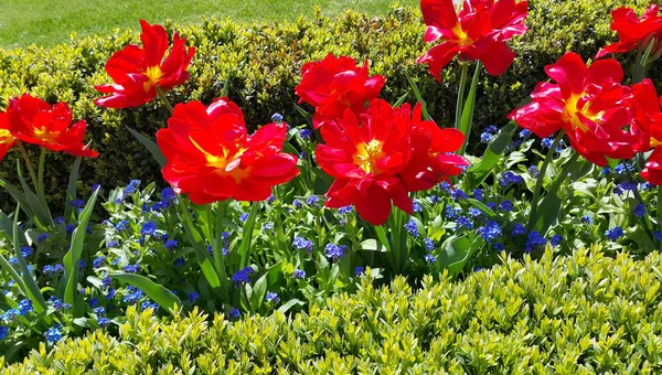Красивые Тюльпаны Забыть Меня Цветы Крупным Планом — стоковое фото