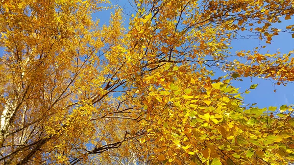 Branch Autumn Birch Tree Bright Yellow Leaves Blue Sky Background — Stock Photo, Image