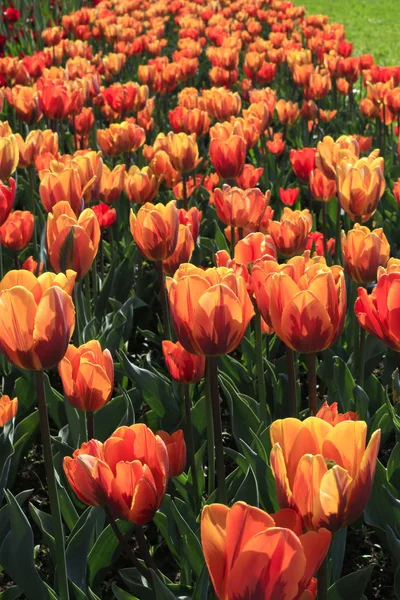 Vackra Ljusa Orange Våren Tulpaner Glödande Solljus Närbild — Stockfoto