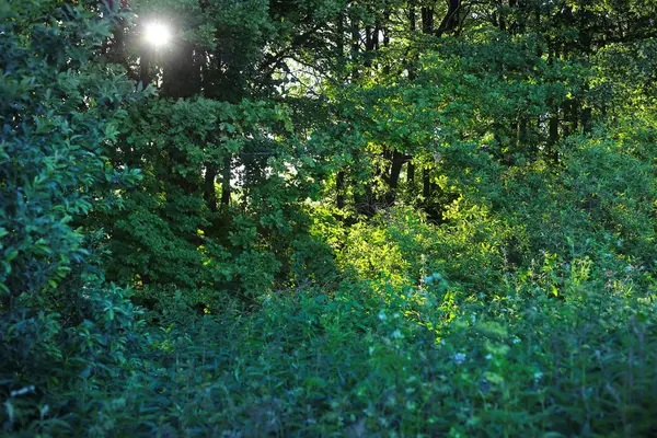 Nature Green Background Trees Bushes Sunlight — Stock Photo, Image