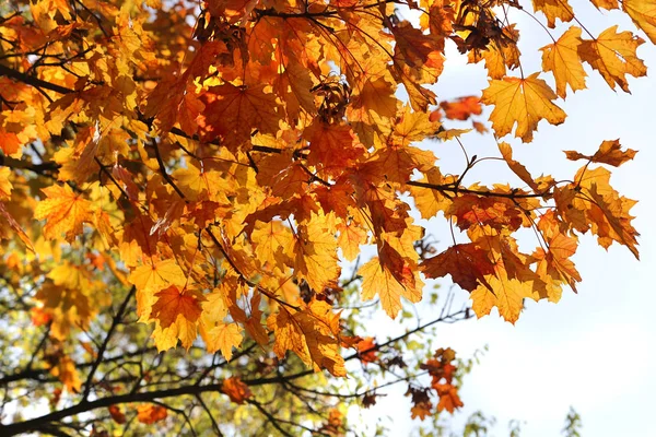 Schöner Herbstlicher Zweig Des Ahornbaums Auf Himmelshintergrund — Stockfoto