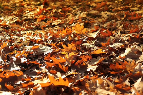 Natura Piękne Tło Jesień Opadłych Liści — Zdjęcie stockowe