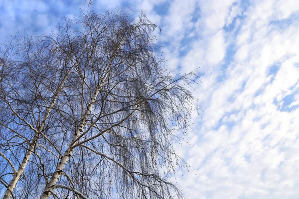 Top Winter Birches Blue Sky White Clouds — Stock Photo, Image