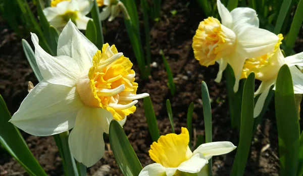 Güzel Beyaz Nergis Narcissus Closeup — Stok fotoğraf