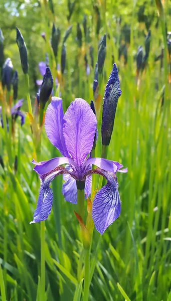 Iris Güzel Bir Çiçek — Stok fotoğraf
