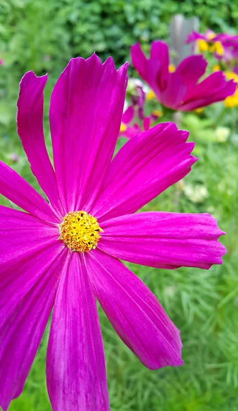 Closeup Beautiful Pink Cosmos Flowers — Stock Photo, Image