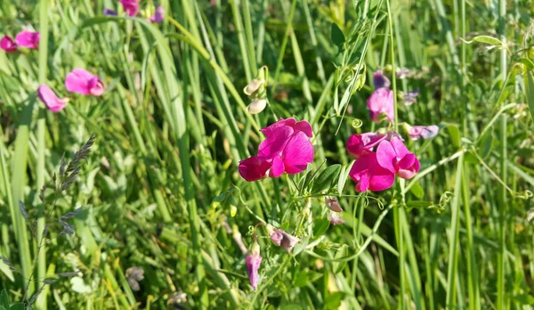 Kwiat Piękny Różowy Groszek Dziko Rosnąca — Zdjęcie stockowe