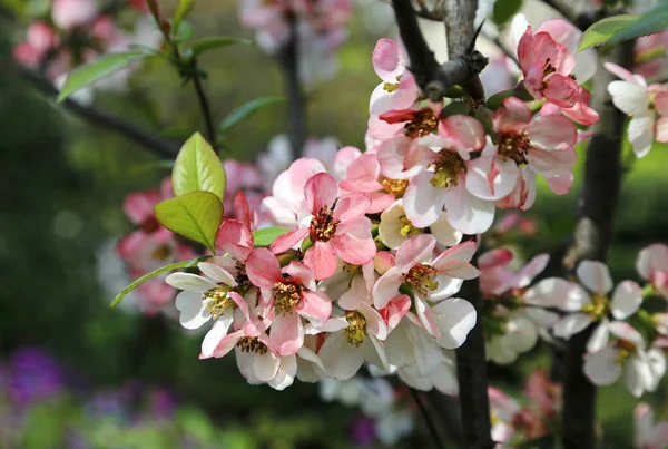 Closeup Beautiful Flowers Spring Bloom Tree — Stock Photo, Image
