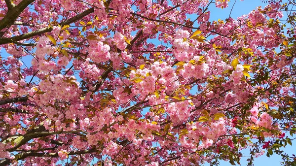 Beautiful Flowers Japanese Cherry Blossom Prunus Serrulata Tree Flowers — Stock Photo, Image