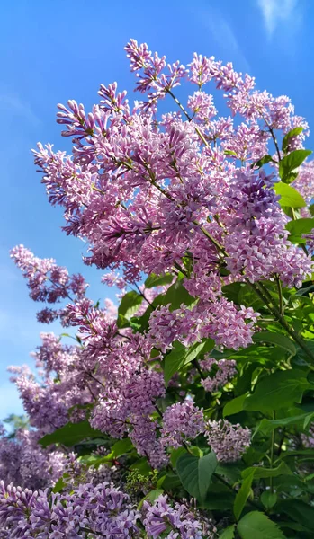 Våren Grenar Med Vackra Blommande Lila Blommor Mot Blå Himmel — Stockfoto