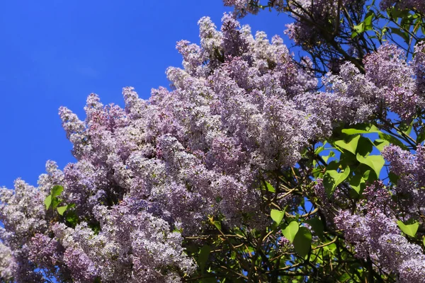 Прекрасні Весняні Гілки Квітучого Бузкового Куща Фоні Яскравого Блакитного Неба — стокове фото