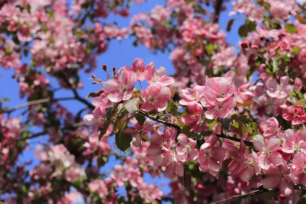 สาขาของต นแอปเป ลฤด ใบไม ดอกไม ชมพ สวยงามบนพ นหล — ภาพถ่ายสต็อก