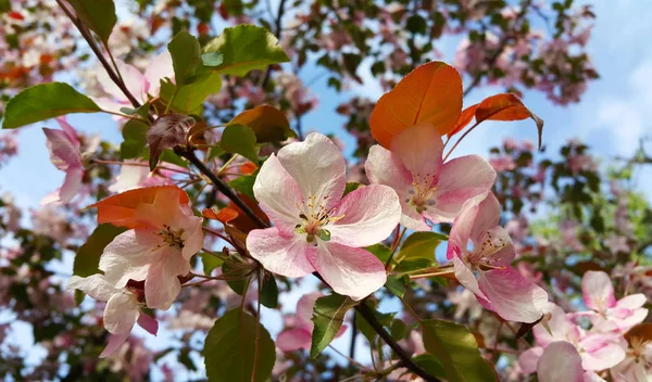 สาขาของต นแอปเป ลฤด ใบไม ดอกไม ชมพ สวยงาม ใกล ดบนพ นหล — ภาพถ่ายสต็อก