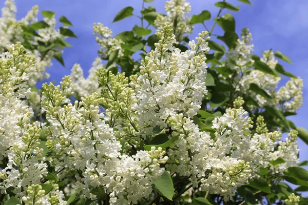 Belos Ramos Primavera Florescer Arbusto Lilás Branco Contra Fundo Céu — Fotografia de Stock