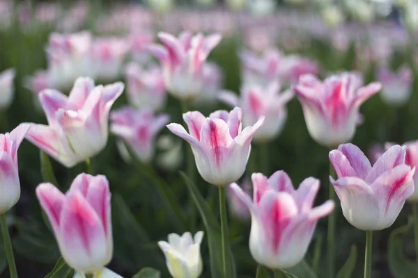 Beautiful White Pink Delicate Tulips Glowing Sunlight Close Natural Background — Stock Photo, Image