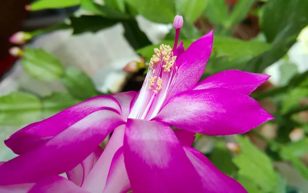 Nahaufnahme Der Leuchtend Schönen Blume Von Schlumbergera — Stockfoto