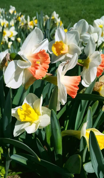 Gros Plan Belles Fleurs Fraîches Jonquille Narcisse — Photo