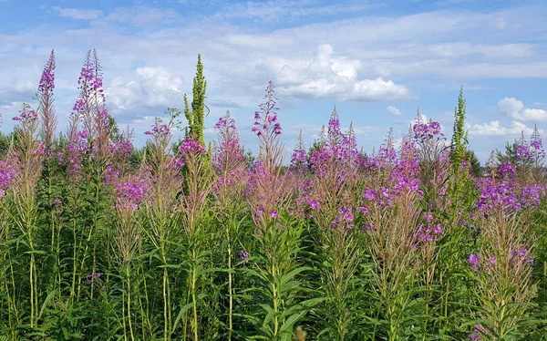 Beautiful Willow Herb Flowers Blue Sky Clouds — Stock Photo, Image